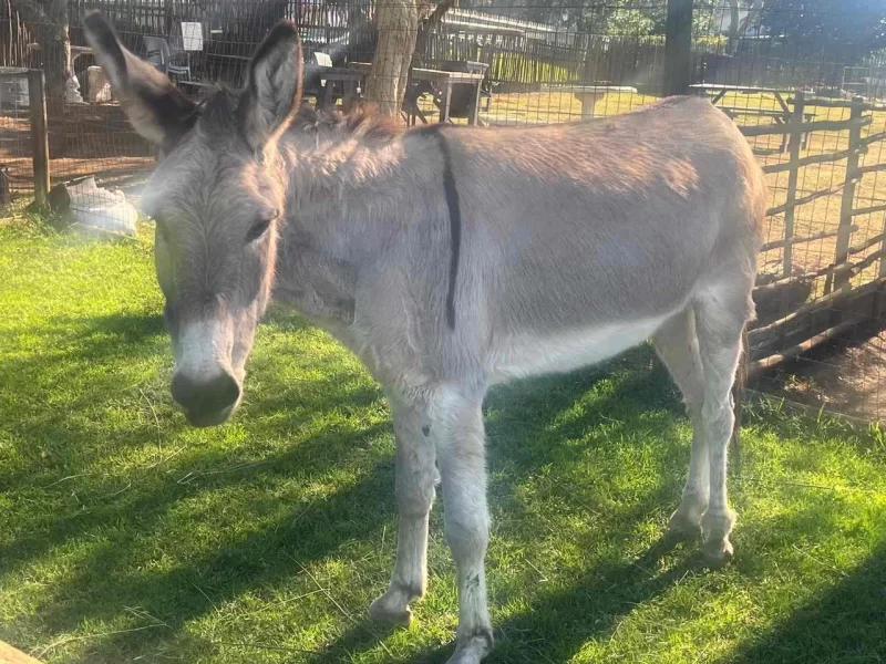 winsome farm donkey